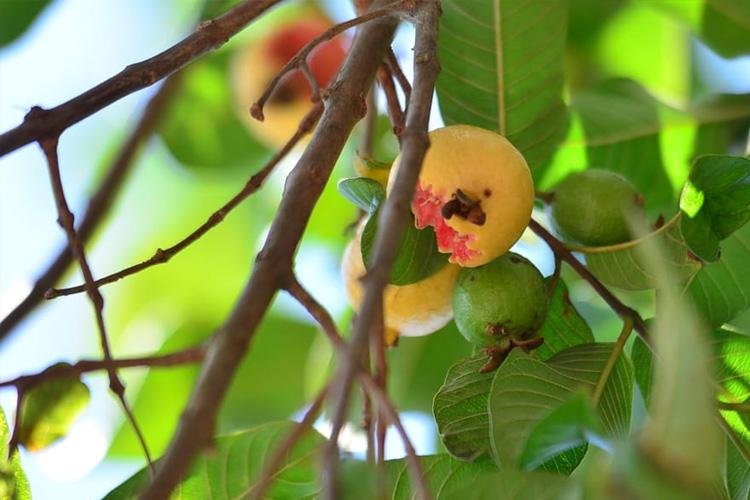 Amapá e Pará se unem para combater a mosca-da-carambola