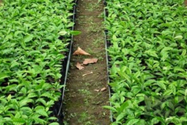 Embrapa participa do projeto de polos produtivos industriais no Amapá