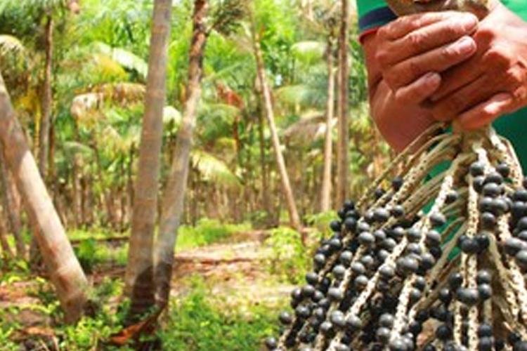 Alunos de Agronomia da Ueap têm aula prática de produção de mudas de açaí