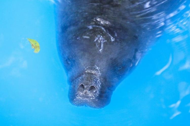 PARCERIA ENTRE FUNDAÇÃO BIOPARQUE DA AMAZÔNIA E INSTITUTO MAMIRAUÁ VISA A RECUPERAÇÃO DE MAMÍFEROS AQUÁTICOS