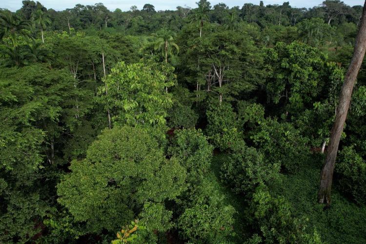 Natura apresenta modelo próprio de carbono na Amazônia e estudo indica impacto socioeconômico positivo em comunidade fornecedora 