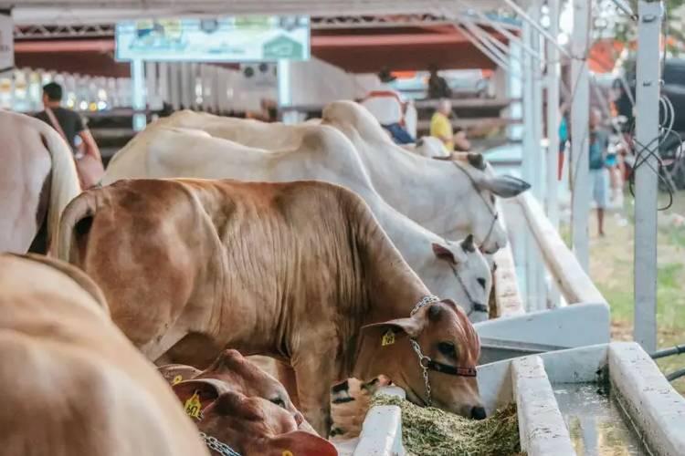 Governo do Amapá abre inscrições para criadores e pecuaristas interessados em expor animais na 54ª Expofeira