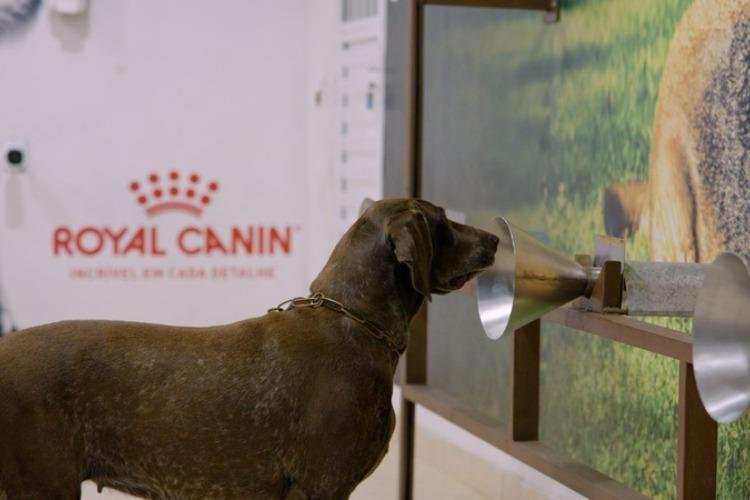 Cães auxiliam na detecção do câncer de mama em projeto apoiado pela Royal Canin