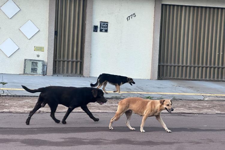 Abril Laranja reforça combate aos maus-tratos contra animais em Santana