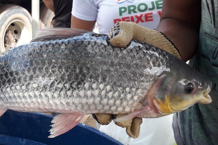 Comercializados 900 quilos de pescado no Residencial São José no fim de semana