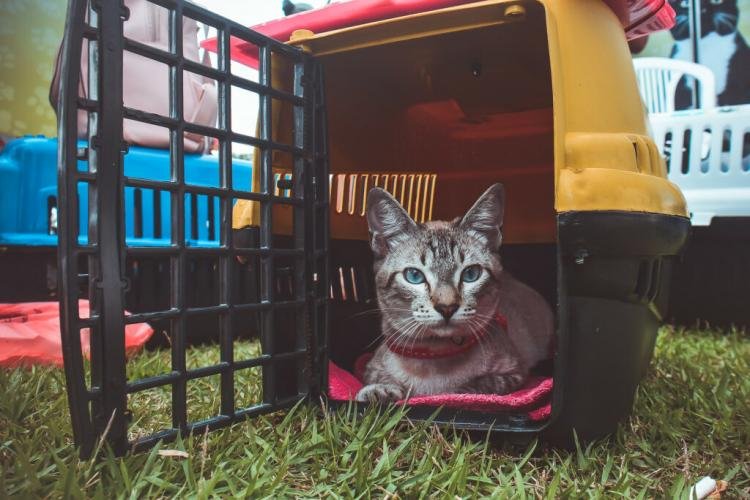 Castramóvel Itinerante atende felinos de ambos os sexos, na Zona Oeste de Macapá