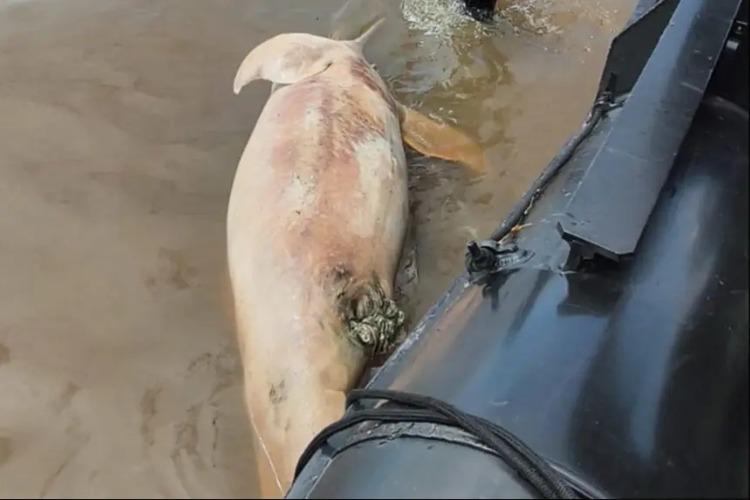 Pesquisadores do Iepa iniciam estudos para descobrir o aparecimento de animais exóticos na região do Amapá e Estado do Pará