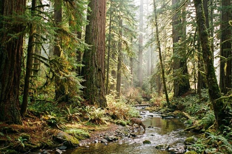 Natura conquista nota A no CDP Mudanças Climáticas 