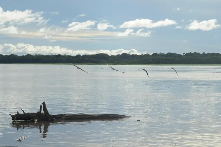 195 mil pescadores do AM, PA e AP começam a receber Auxílio Emergencial; confira lista de municípios contemplados