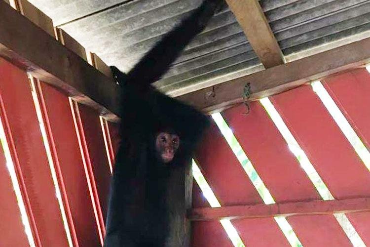 EM VITÓRIA DO JARI, POLÍCIA CIVIL RESGATA ANIMAL SILVESTRE QUE ESTAVA SENDO MANTIDO EM CATIVEIRO E SOFRIA MAUS-TRATOS