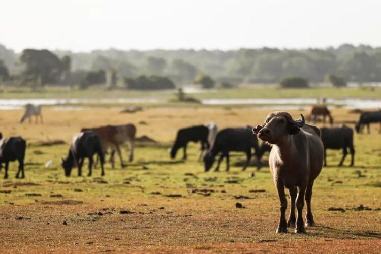 MPF vai à Justiça para retirar búfalos criados irregularmente na Reserva do Lago Piratuba (AP)