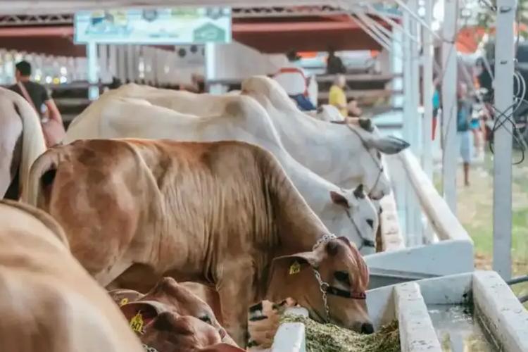 54ª Expofeira do Amapá: Governo do Estado encerra prazo de inscrições e inicia período de entrada dos animais nesta quinta-feira, 28