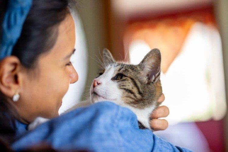 Estudo aponta que 34,86% dos tutores de gatos não tomam medidas preventivas quando animais aparentam estar saudáveis