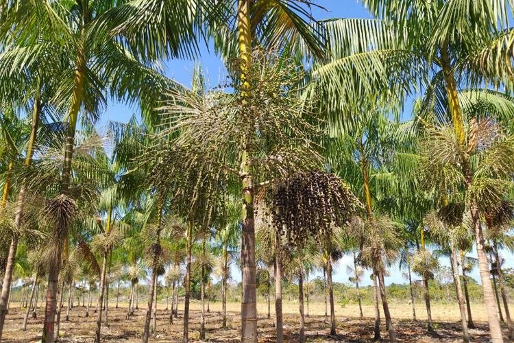 Produtores e extensionistas conhecerão o experimento durante Dia de Campo, na sexta-feira, 23/8