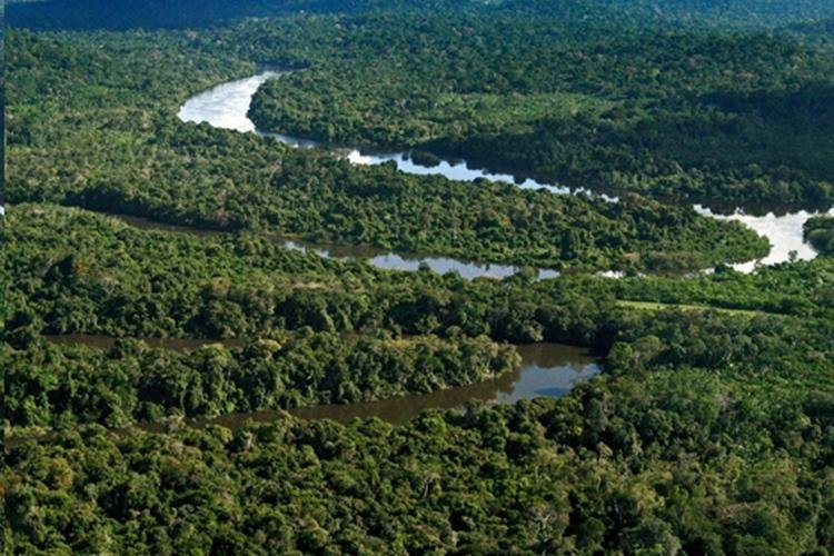 Proteger as florestas para salvar vidas