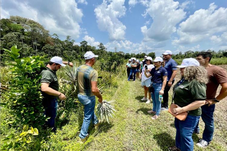 Abacaxi de Porto Grande é a primeira Indicação Geográfica do Amapá