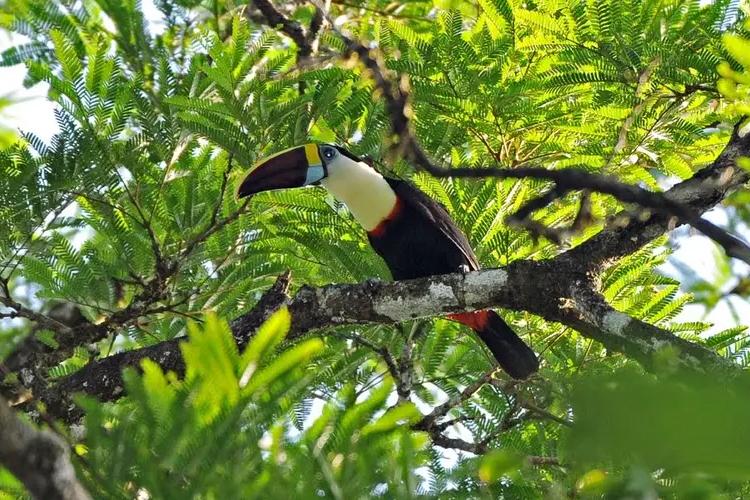 Junho Verde 2025: Amapá lança campanha ambiental com foco na COP30 e sustentabilidade