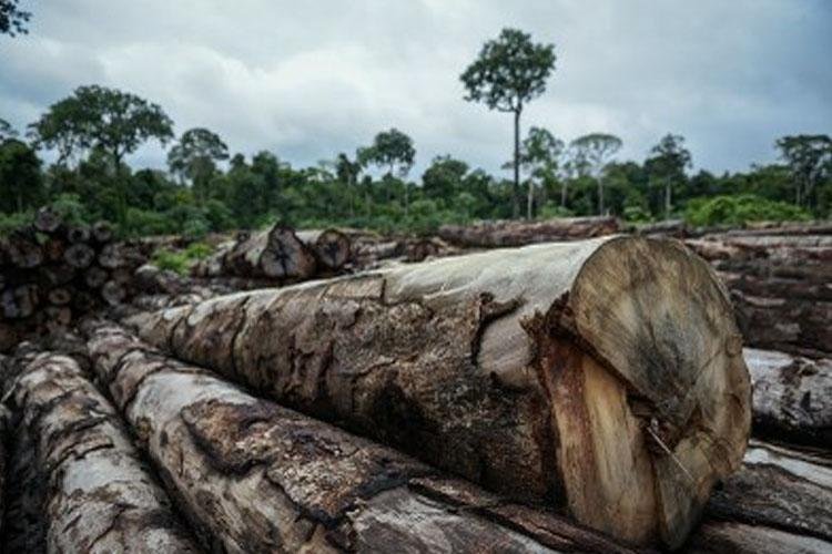 Atuação conjunta do MPF e PF fecha empresas investigadas por fraudes no comércio de madeira no Amapá