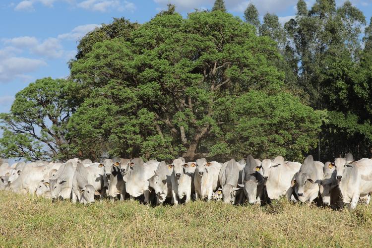 27º Megaleilão ofertará 600 touros Nelore CFM em Campo Grande/MG