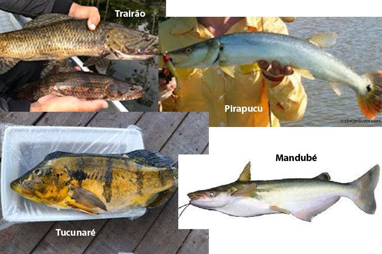 PEIXES CONTAMINADOS POR MERCÚRIO NO AMAPÁ