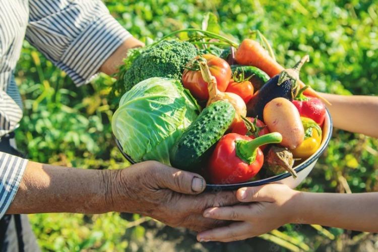 Conab destina até R$ 35 milhões para aquisição de sementes e materiais propagativos da agricultura familiar