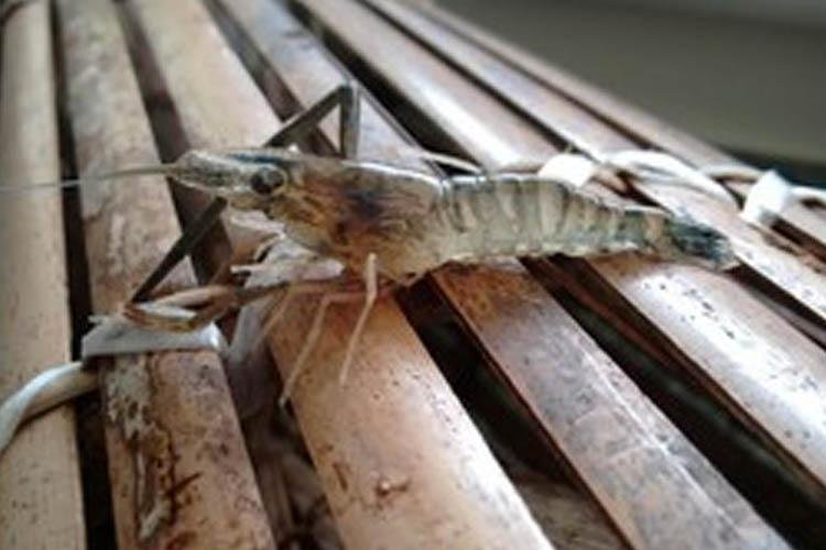 Inovação tecnológica para o mercado de camarão-da-Amazônia é tema de Workshop na Embrapa Amapá