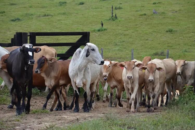 Balanço 2024: rebanho em idade vacinal no Amapá alcança 69% de imunização contra brucelose
