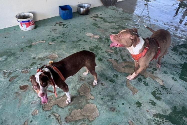 MP-AP atua em caso de abandono de animais e promove articulação entre poder público e sociedade civil em Laranjal do Jari