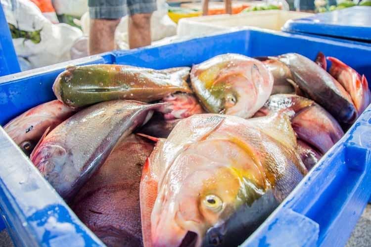 Peixe Popular: Comercialização inicia nesta quarta-feira, 31. Veja tabela de preços e pontos de venda