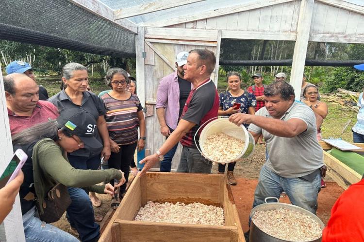 Produtores recebem orientações técnicas sobre colheita e secagem de amêndoas de cacau em Porto Grande