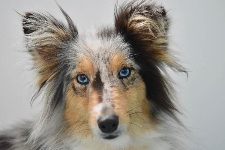 Coleiras de ação repelente e inseticida são essenciais no combate à leishmaniose em cães
