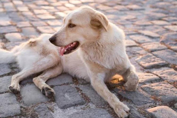 Dezembro Verde: Prefeitura de Santana intensifica ações de combate ao abandono e maus-tratos de animais