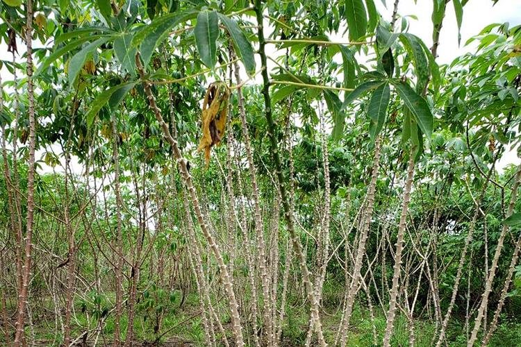 Sebrae e Embrapa apresentam estudo sobre a produção de mandioca no Pirativa