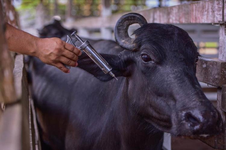 Amapá ultrapassa meta e vacina 95% do rebanho contra febre aftosa
