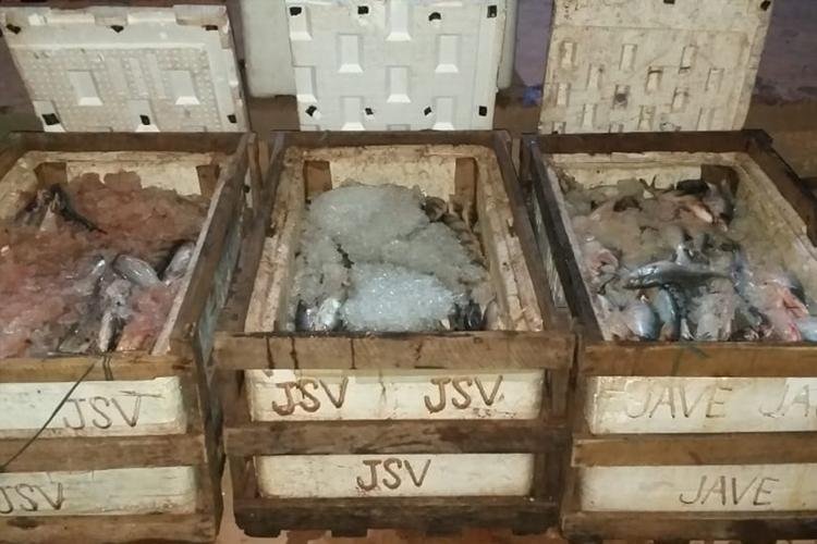 Mais 700 quilos de pescado são apreendidos na Área Portuária de Santana