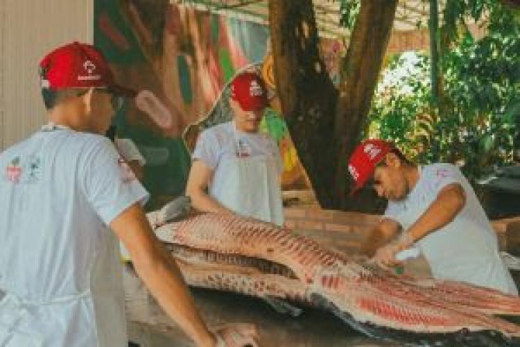 Tecnologia social impulsiona manejo sustentável do pirarucu na Amazônia