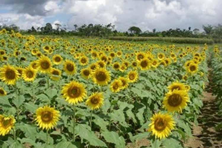 Embrapa atualiza Zoneamento Agrícola de Risco Climático para cultivo de girassol