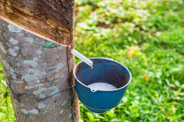 Arranjo da Borracha movimenta R$ 3,1 milhões e fortalece a renda de 636 famílias extrativistas na Amazônia