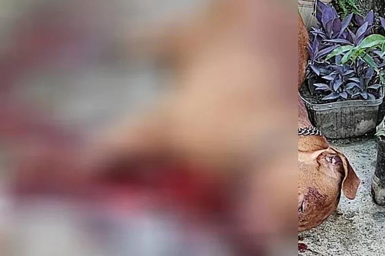 Pitbull é sacrificado pela PM após atacar tutor no Amapá; homem teve graves lesões pelo corpo