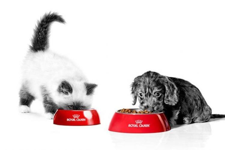 Nutrição sob medida: o segredo para o desenvolvimento saudável de gatos e cães