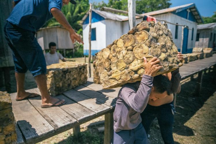 Seringueiros da Amazônia garantem renda de R$ 441 mil com borracha nativa
