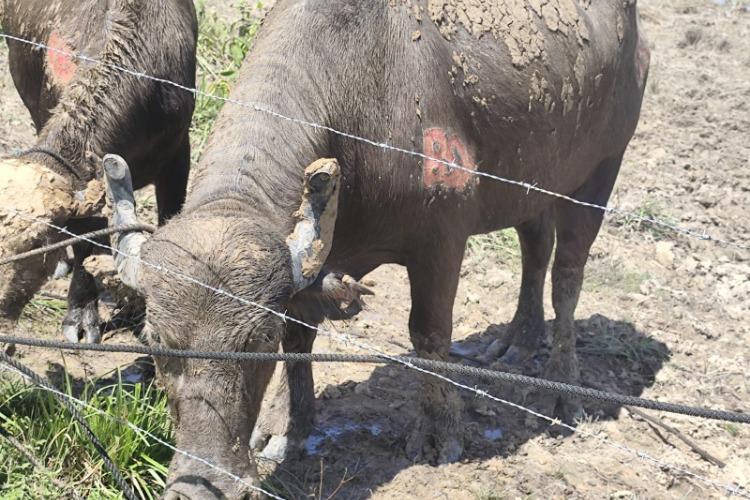 Em Pracuúba, Polícia Civil prende homem em flagrante por furto de animais, maus-tratos e adulteração de marcas de rebanho