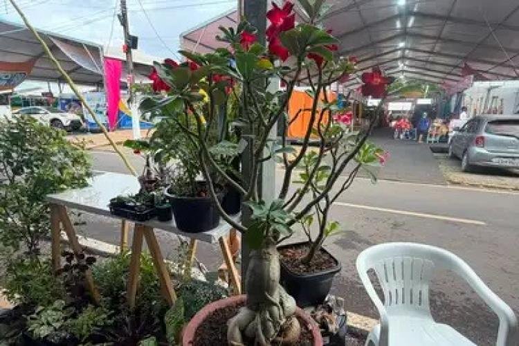 Balanço da Expofeira 2026 mostra crescimento nas vendas e fortalece negócios de produtores rurais