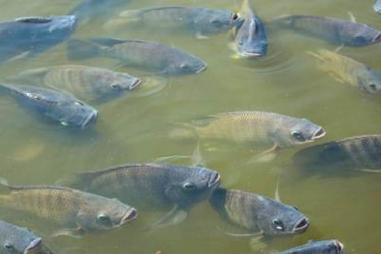 Phibro leva soluções nutricionais e vacinas autógenas para peixes à Aquishow 2026