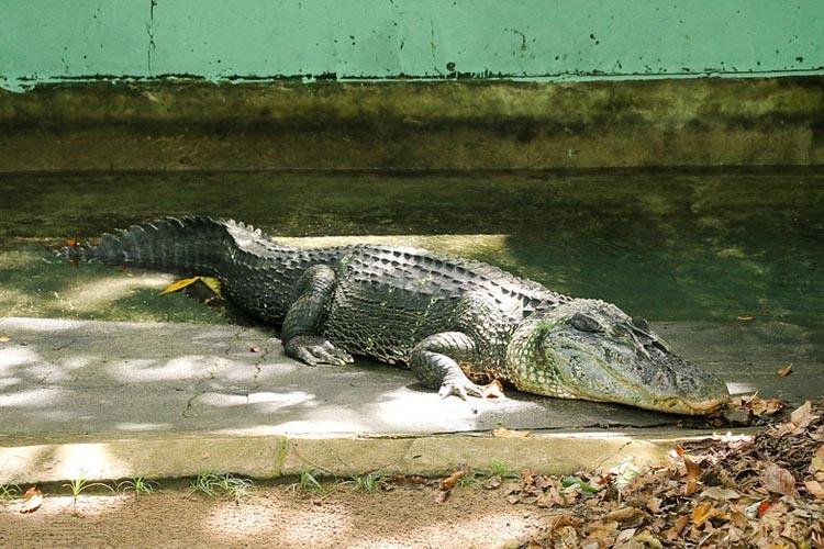 Animais do Bioparque recebem atendimentos diferenciados durante semana de avaliação de saúde