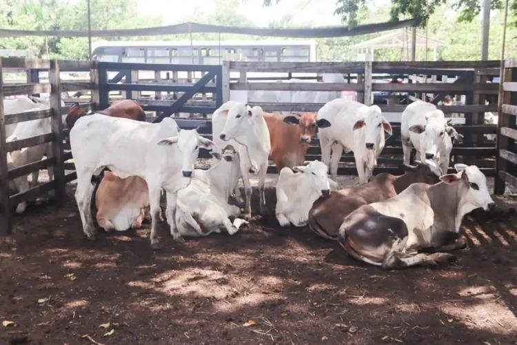 Expofeira 2026 oferece isenção de ICMS para impulsionar produção agropecuária e tecnologia no Amapá