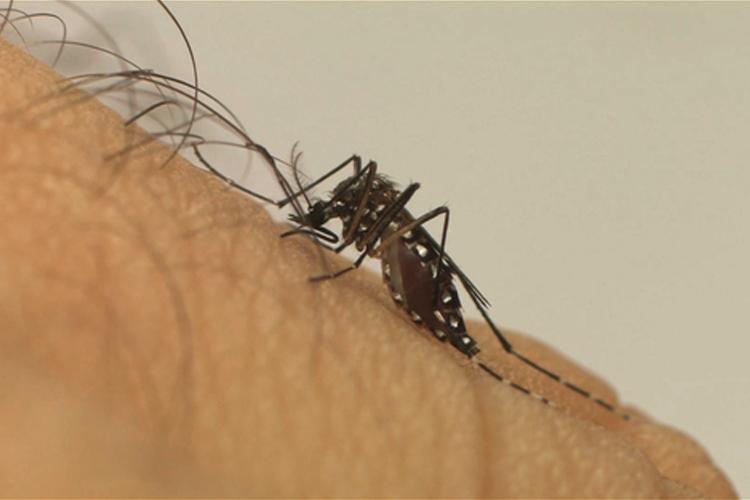 Ministério da Saúde lança a Campanha Nacional de Combate ao Aedes aegypti