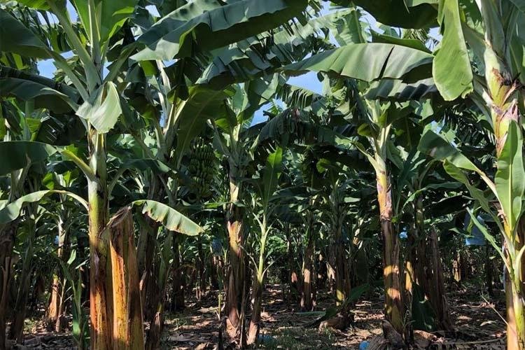 Avanços no controle de doenças da bananeira é tema de palestra aberta na Embrapa Amapá