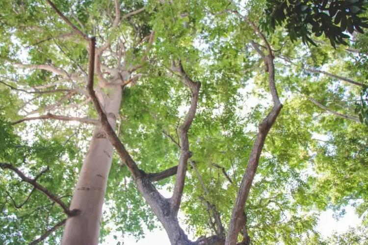 Junho Verde: Governo do Amapá promove debate sobre governança ambiental e mercado de carbono; inscrições abertas