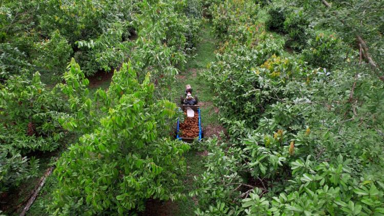 Natura apresenta modelo próprio de carbono na Amazônia e estudo indica impacto socioeconômico positivo em comunidade fornecedora 